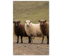 MuchoWow© Deco Jardin 80x120 cm Posters Décoratifs Extérieur Terrasse Mur Déco Appartement Affiche Exterieur Decoration Balcon Décoration Murale Mouton - Marron - Blanc - Chemin De Gravier