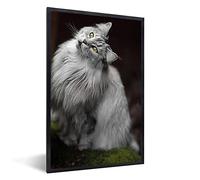 MuchoWow Poster encadré Chat blanc et gris du Maine Coon Tableau deco avec cadre 40x60 cm affiche decoration murale
