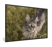 MuchoWow Poster encadré Un chat Maine Coon dans les hautes herbes Tableau deco avec cadre 60x40 cm affiche decoration murale