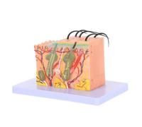 MUCKLILY Modèle Pédagogique d'Anatomie Cutanée 35X Agrandi Coupe Horizontale Détaillée Plastique Robuste Modèle Scientifique de Peau Humaine pour Enseignement en Salle de Classe et