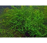 Mühlan 3 portions Vesicularia dubyana, Mousse de Java pour Fish Tank