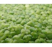 Mühlan Aquatic Plants Plante Lemna Minor flottante anti-algues
