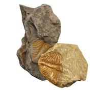 MUELODSIC 2 pièces Spécimen Fossile Trilobite Matériau Pédagogique Archéologie Décor de Bureau pour Collection et Éveil