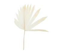 MUELODSIC Fleur Séchée Blanche Feuille de Palmier Décoration Murale Composition de Fleur Ornement Naturel pour Maison Fête Vitrine Ambiance Décorative