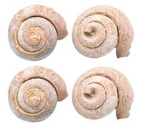 MUELODSIC Lot de 4 Spécimens Fossiles d'Escargots Marins Échantillons Paléontologiques Naturels Décoration Miniature et Outil Pédagogique pour Kit Paléontologue Éducatif