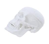 MUELODSIC Modèle de Crâne Réaliste en Pvc Blanc, Design Anatomique Précis et Amovible, Léger, pour Étude Personnelle et Salle de Classe