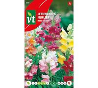 Muflier Mixed Colour Graines - Jolies fleurs à couper