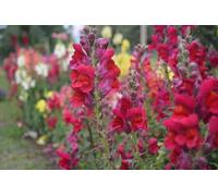 Muflier Rouge Haut - Antirrhinum majus
