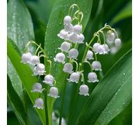 Muguet de mai - Plante de jardin vivace prête à planter