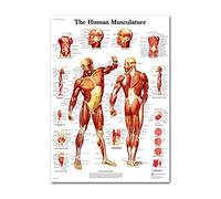 MULAIDI Ensemble de posters anatomiques du système musculaire et squelettique - Squelette humain et anatomie musculaire sur un seul côté - 48,3 x 68,6 cm - Pour chambre à coucher