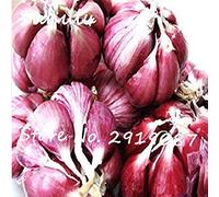 Multi Pétale géant Ail Graines 50 Graines Particules végétales délicieux Bio Assaisonnement pour la Cuisson des Aliments sains ou 1 Plante en Pot