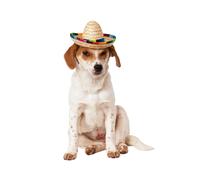 Multicolore Sombrero Animal Déguisement Chat Chien Accessoire Mexicain