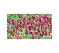 Multitanks - Trèfle Incarnat Engrais vert 500gr Vilmorin - 200m2