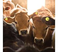 Mumusuki Étiquette d'oreille de Bétail pour Bovins de Mouton de Porc, Matériau TPU, Jaune Vif, 100 Pièces pour l'identification et la Vaccination des Animaux