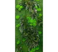 Mur Végétal "TULUM" Intérieur Personnalisable - Kit DIY Facile avec Plantes Stabilisées Naturelles Sans Entretien - Décoration Murale Durable et Unique pour Salon, Bureau - Fabriqué en France 1m²/ kit