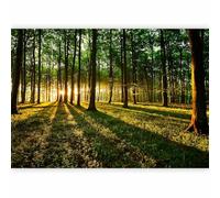 murando - Papier peint panoramique 400x280 cm - Revêtement mural chambre salon - Décoration design moderne - Matin Vert Plantes Arbres Printemps Paysage Lever Du Soleil Forêt Nature c-B-0027-a-b