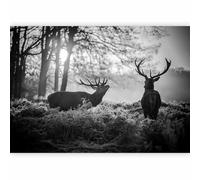 murando - Papier peint panoramique animal 350x256 cm - Revêtement mural décoration chambre salon - Design moderne - Gris noir - Des arbres photographie cerf paysage nature animaux g-B-0153-a-a