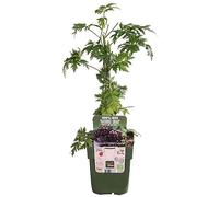 Murier - arbuste fruitier