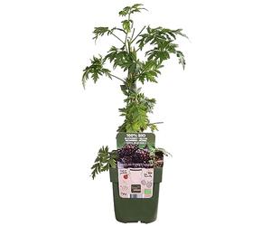 Murier - arbuste fruitier