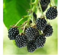 Mûrier Black Satin - Rubus fruticosus Black Satin 50/60cm