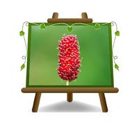 Mûrier Rouge Plante à Partir De Fruit Sur Vase 26 - Arbre Max 200 CM -4 Ans