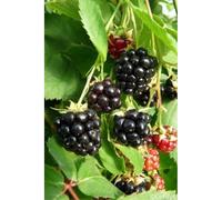 Mûrier sans épine 'dirksen' taille du pot - en pot de 1,5 litres