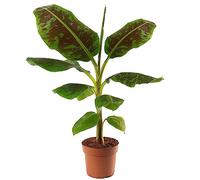 Musa Dwarf Cavendish, un bananier nain exotique d'intérieur, facile à cultiver et produisant des fruits.