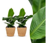Musa Oriental Dwarf - Banane naine - 2 plants - avec panier en jonc de mer - 30cm - Ø12cm