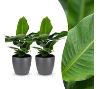 Musa Oriental Dwarf - Banane naine - 2 plants - avec pot gris - 30cm - Ø12cm