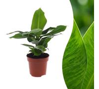 Musa Oriental Dwarf - Banane naine - 30cm - Ø12cm