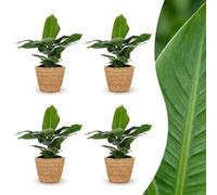 Musa Oriental Dwarf - Banane naine - 4 plants - avec panier en jonc de mer - 30cm - Ø12cm