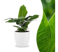 Musa Oriental Dwarf - Banane naine - avec pot blanc - 30cm - Ø12cm