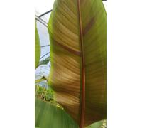 Musa sikkimensis 'Darjeeling' / Bananier du Sikkim/Conteneur de 5 à 6 litres/Sans feuilles en hiver/Plante Caduc