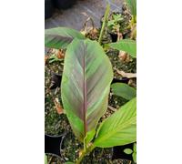 Musa sikkimensis 'Ever red' / Bananier du Sikkim tricolor/Conteneur de 2 à 2.9 litres