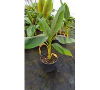Musa sikkimensis 'Red Tiger' / Bananier du Sikkim/Conteneur de 2 à 2.9 litres