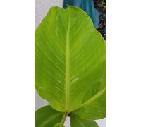 Musa sikkimensis x balbisiana 'Dajiao' / Bananier à fruits comestibles/Conteneur de 2 à 2.9 litres/Sans feuilles en hiver/Plante caduc