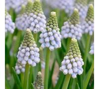 Muscari aucheri 'Ocean Magic' (Multi-Bulbe) / Godet/Vivace bulbeuse