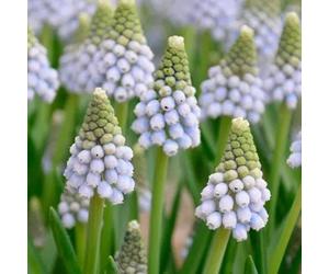 Muscari aucheri 'Ocean Magic' (Multi-Bulbe) / Godet/Vivace bulbeuse