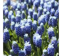 Muscari 'Touch of Snow' (Multi-Bulbe) / Conteneur de 0.5 à 0.9 litres/Vivace bulbeuse
