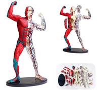 Muscle Humain Anatomie Modèle 19cm Hauts Organes Démontables Et Parties du Corps pour Étudier l'enseignement De Modèle Puzzle De Montage du Jouet