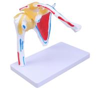 Muscles articulaires réalistes de l'épaule avec détails des nerfs musculaires pour les paramètres cliniques Enseignement Recherche et rapport de conférence Modèle d'étude d'anatomie