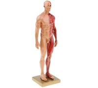 Muscles et os humains, modèle d'anatomie humaine, de squelette - féminine masculine adapté aux cours d'apprentissage scolaire(3)