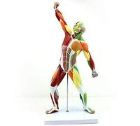 Muscles, figurine musculaire humaine, 6,35 mm, 50,8 cm, mini figurine d'anatomie humaine, modèle de système musculaire pour l'étude et l'enseignement.