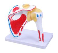 Muscles réalistes de l ' articulation de l ' épaule avec détails des muscles et des nerfs pour les milieux cliniques, recherche pédagogique et rapport de cours, aide pédagogique