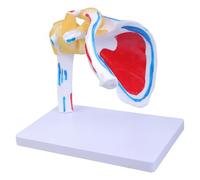 Muscles réalistes de l'articulation de l'épaule avec nerfs musculaires pour les environnements cliniques Enseignement du rapport de recherche et de cours Aide à l'enseignement