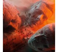 Muse Will Of The People Bone Colored Vinyl LP [VINYL] NEUF