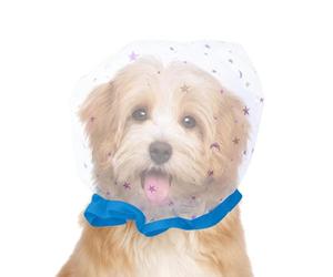 Muselière anti-piégeage en pour animal de compagnie - Muselière anti-piégeage pour chat | Pour chiot, et chiens de taille moyenne et grande taille pour promener le , le parc et
