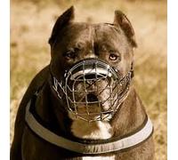 Muselière en métal robuste pour chien Amstaff & Pitbull, Bulterier (5)