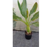 Musella lasiocarpa/Lotus d'or/Bananier nain/Conteneur de 15 à 30 litres