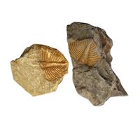 MUSISALY 2 pièces Échantillon Fossile Trilobite Décor Bureau Pédagogique Éveil Archéologie Collection